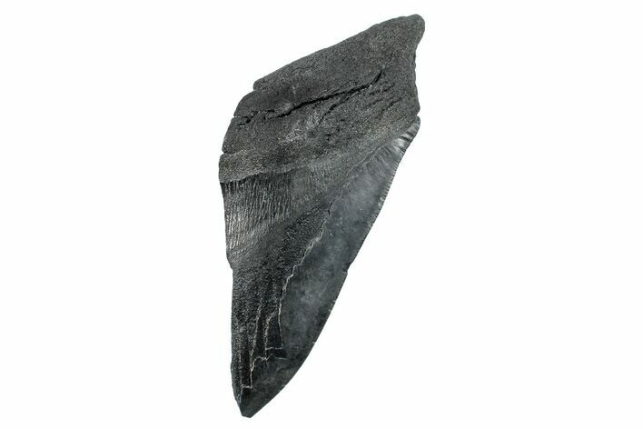 Partial Fossil Megalodon Tooth - South Carolina #275386